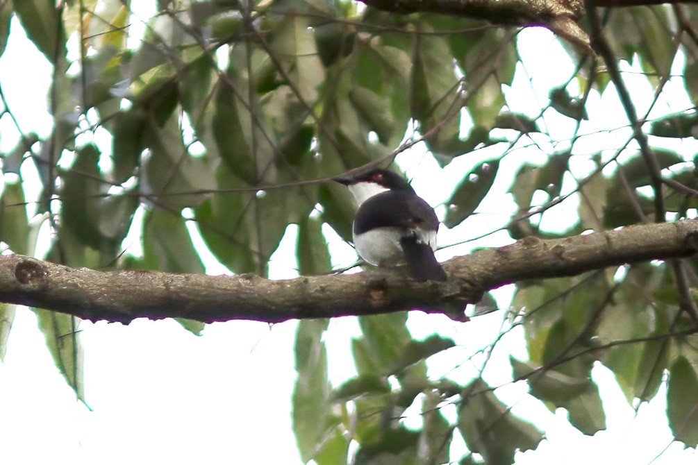 African Shrike-flycatcher - ML613455085