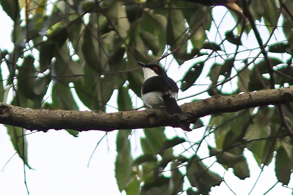 African Shrike-flycatcher - Dave Curtis