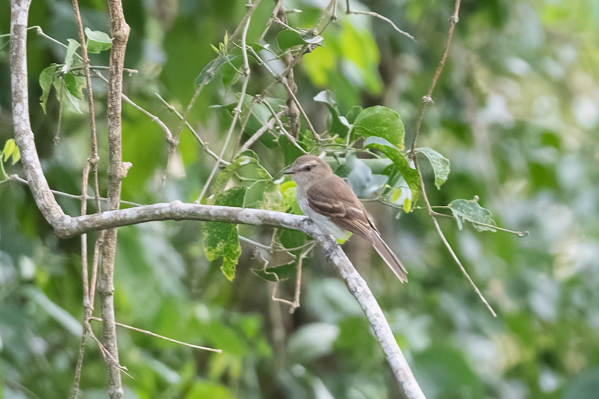 Fuscous Flycatcher - Forrest English