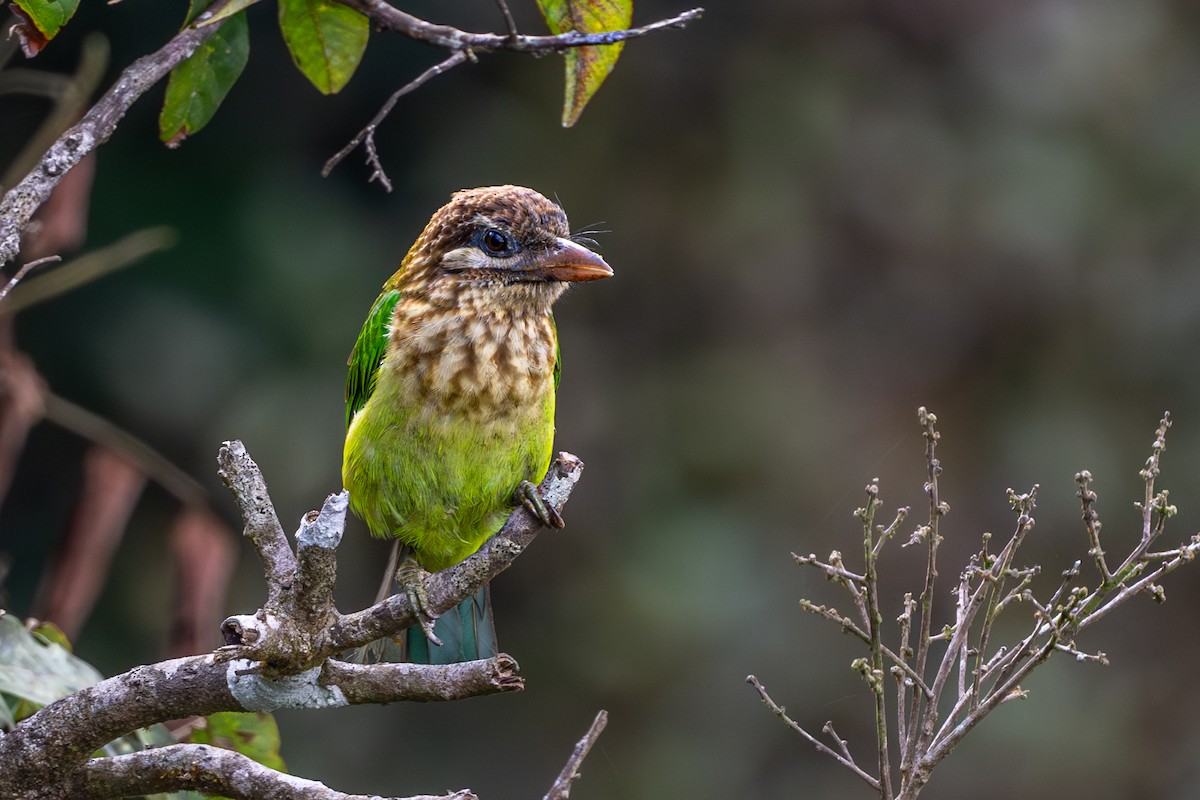 White-cheeked Barbet - ML613455112