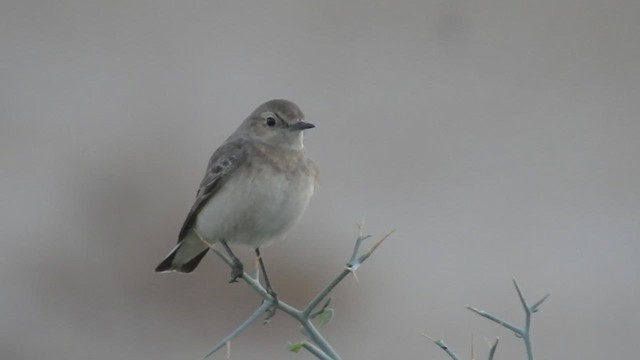 Pied Wheatear - ML613455119