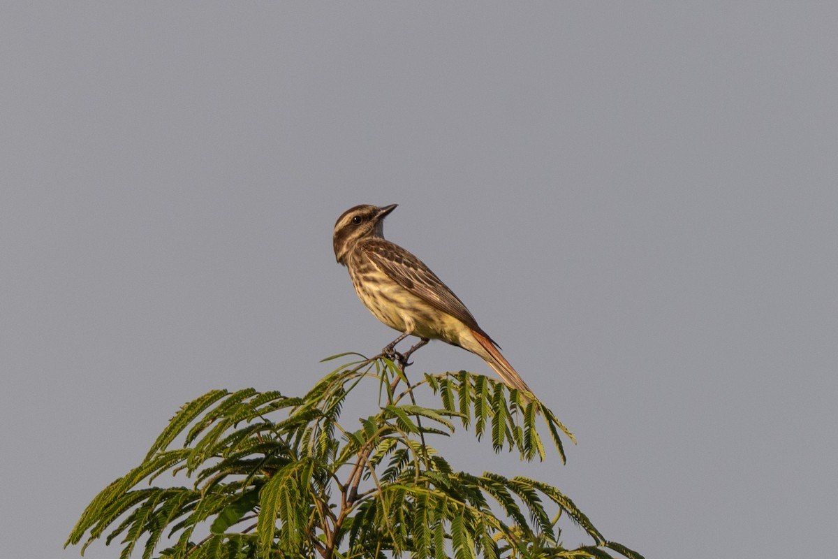 Variegated Flycatcher - Forrest English