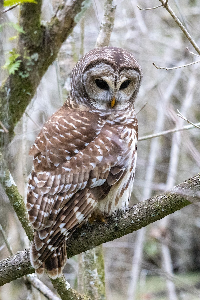 Barred Owl - ML613455178