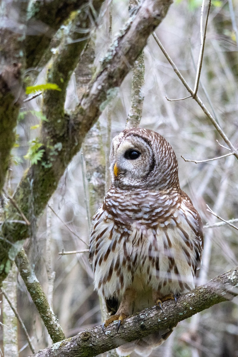 Barred Owl - ML613455179