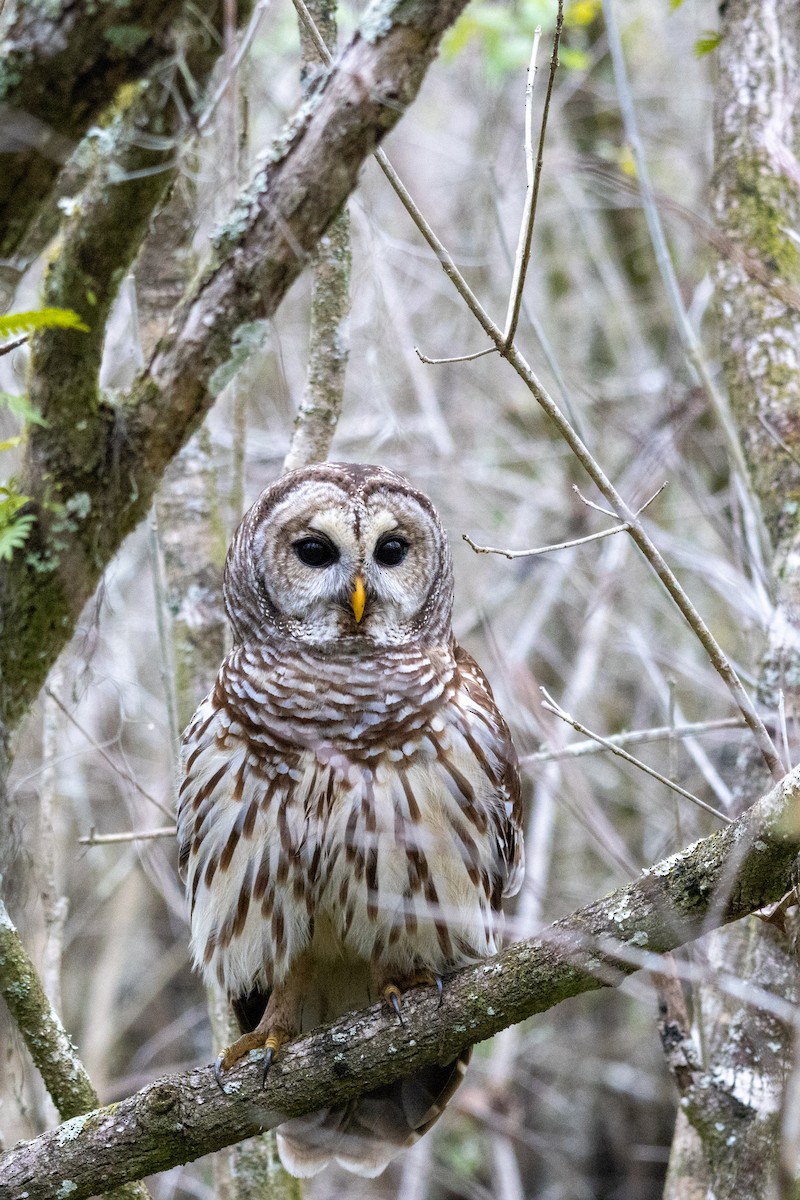 Barred Owl - ML613455180
