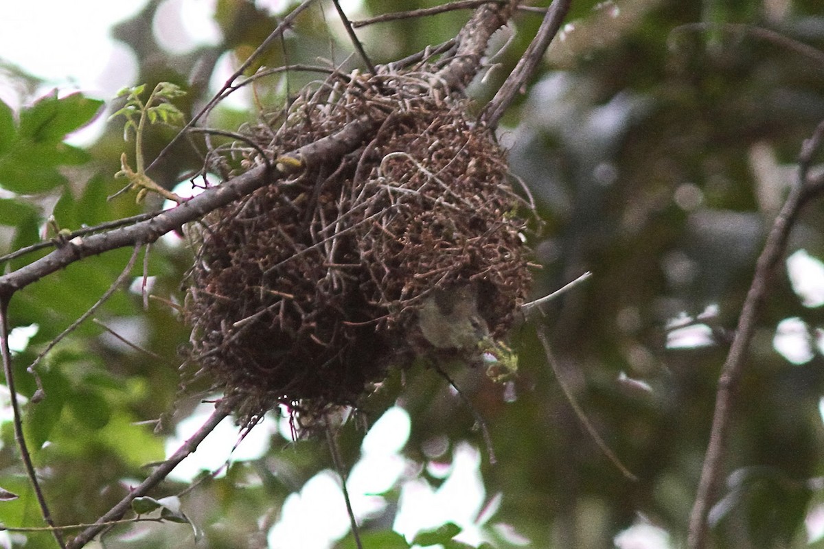 Gelbkehl-Nektarvogel - ML613455222