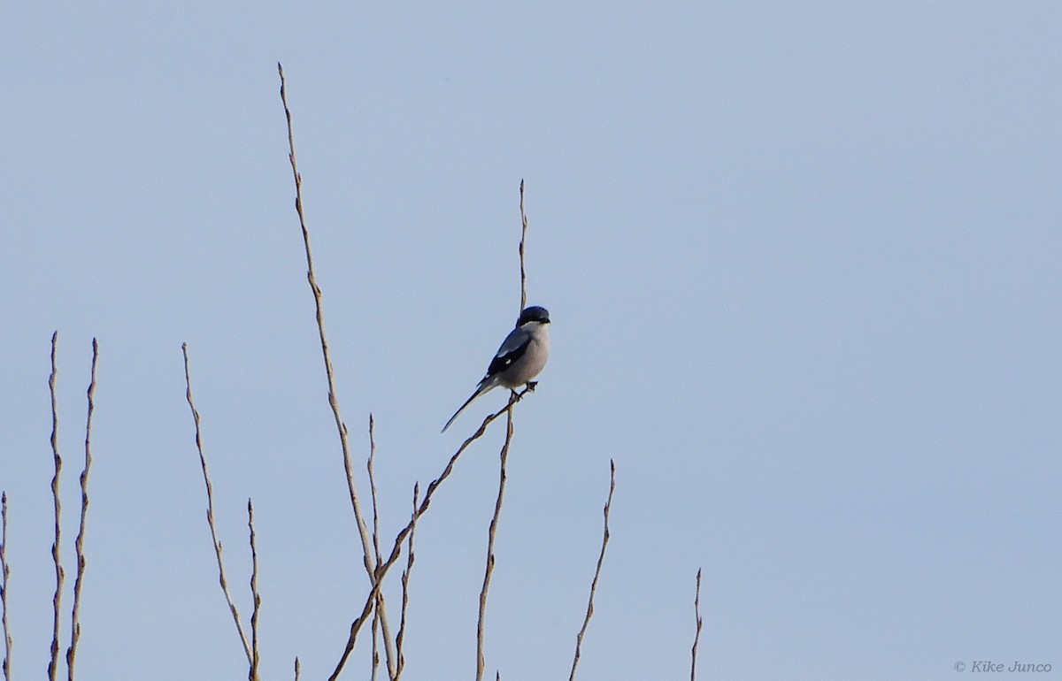 Iberian Gray Shrike - ML613455286