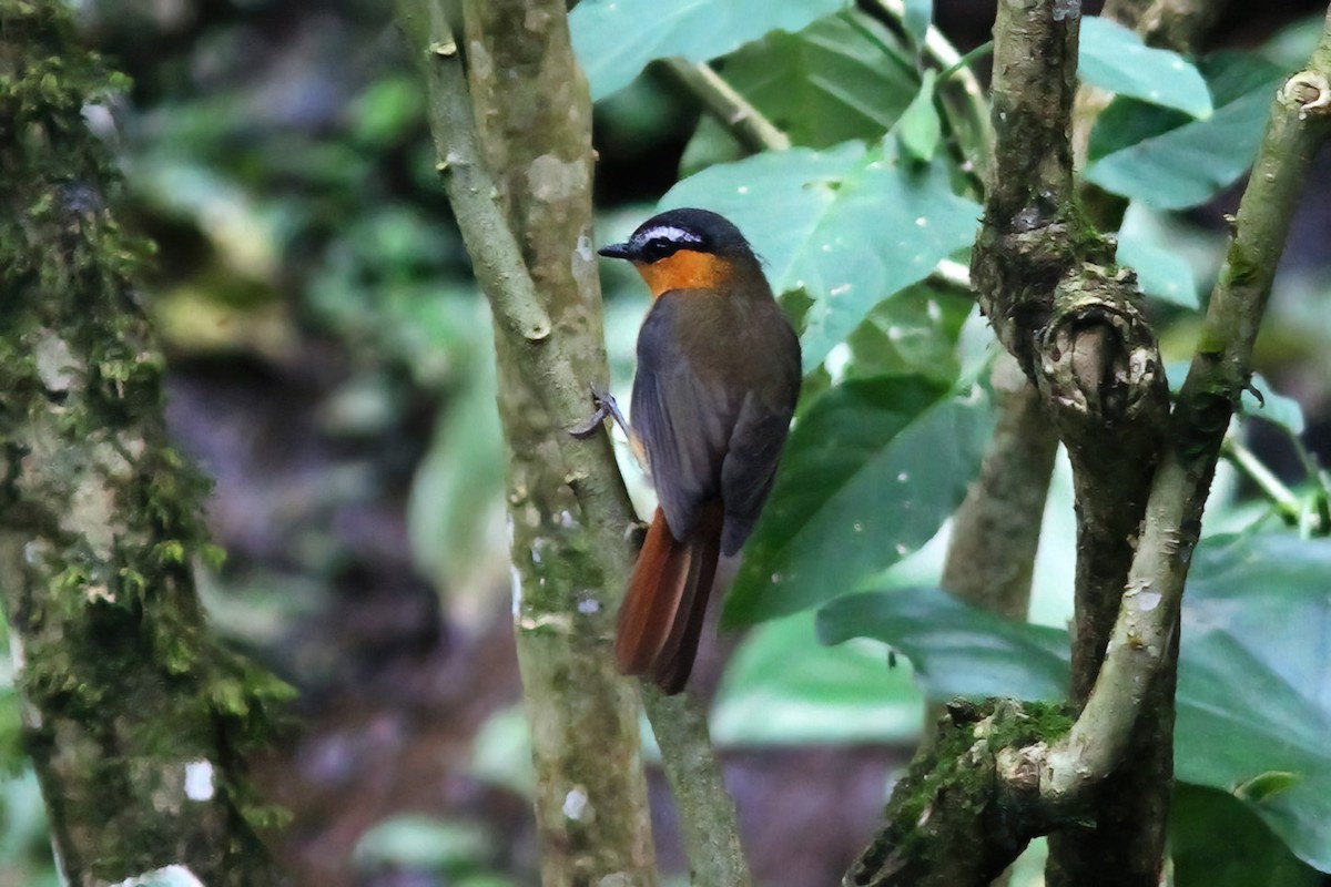 Gray-winged Robin-Chat - ML613455293