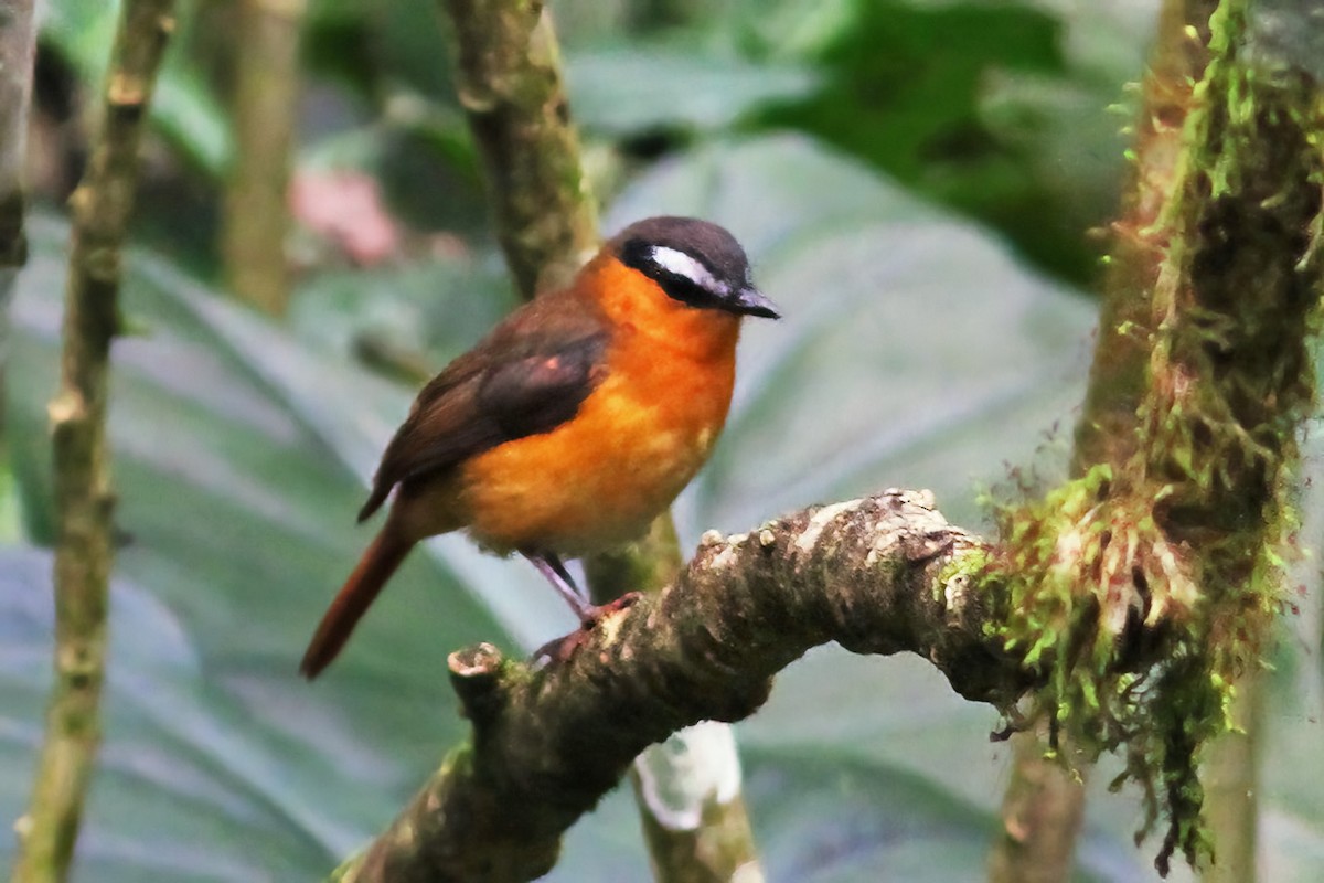 Gray-winged Robin-Chat - ML613455295