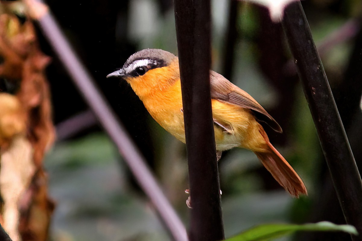 Gray-winged Robin-Chat - ML613455296