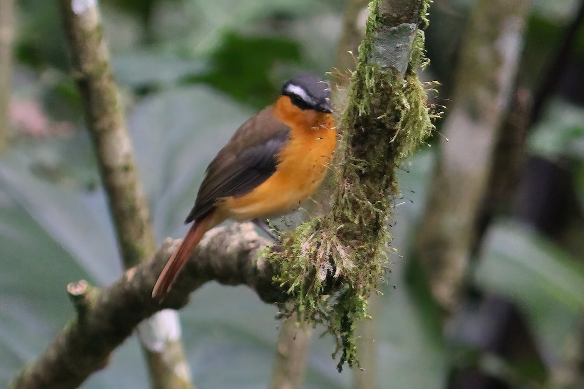 Gray-winged Robin-Chat - ML613455300