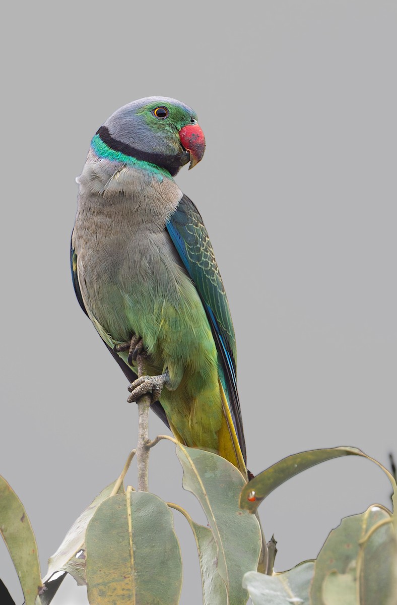 Malabar Parakeet - Vivek Saggar