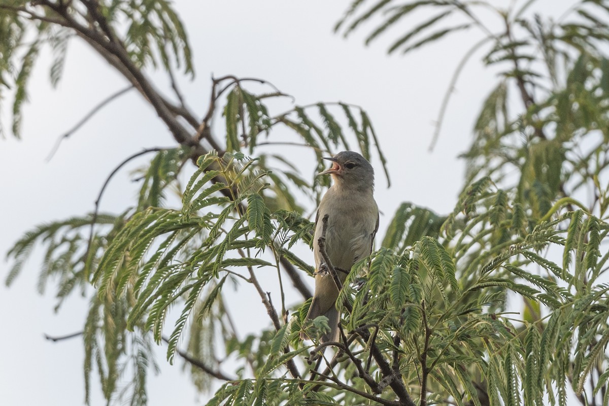 Chestnut-vented Conebill - Forrest English