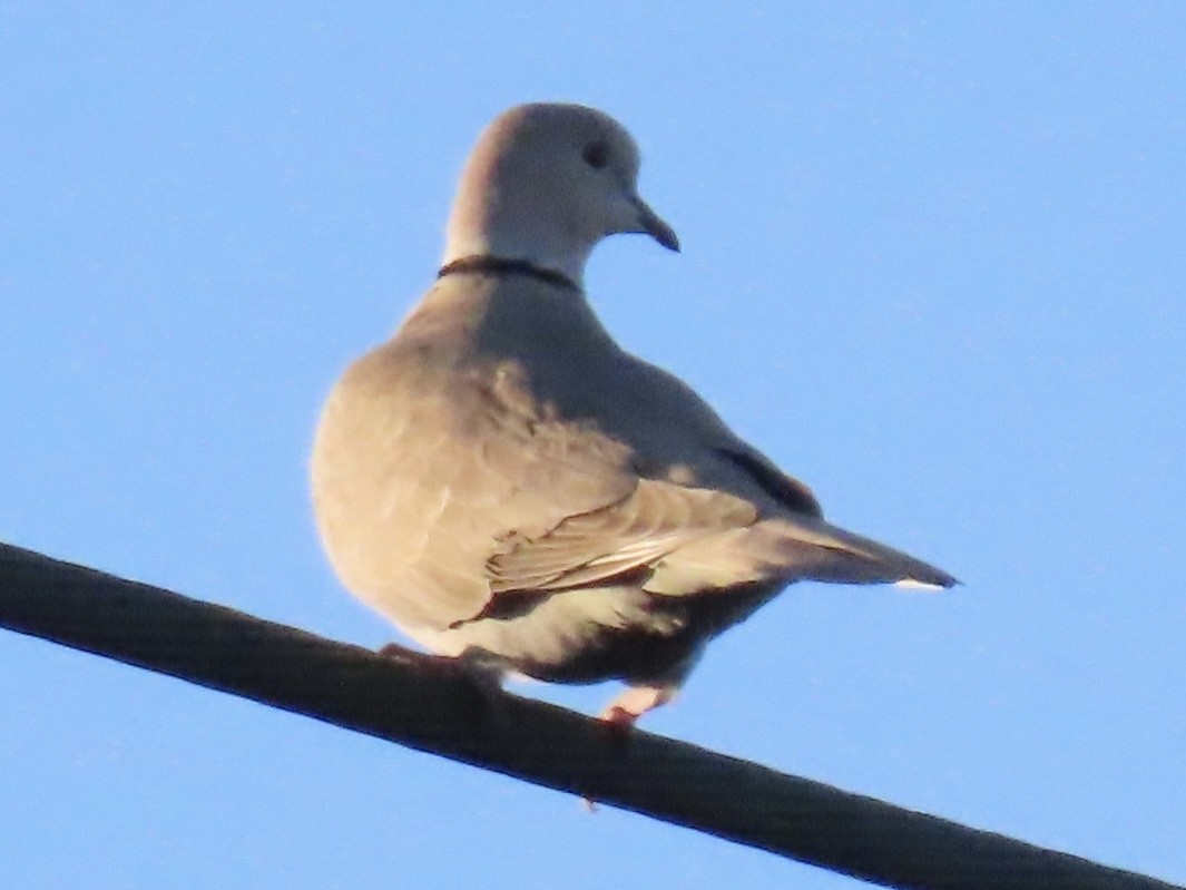 Eurasian Collared-Dove - ML613455340