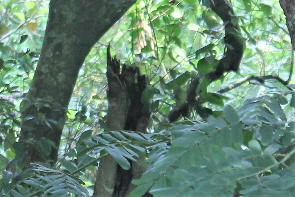 Yellow-fronted Barbet - ML613455342