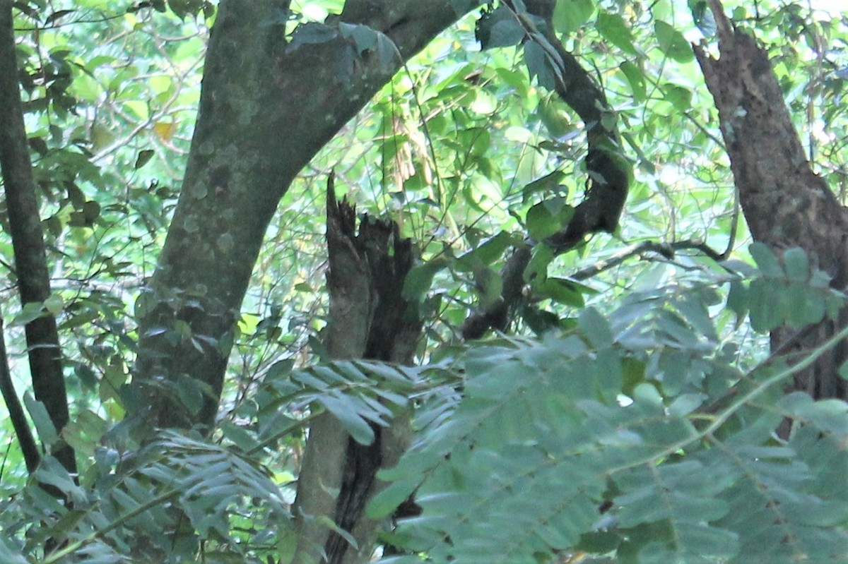 Yellow-fronted Barbet - ML613455343