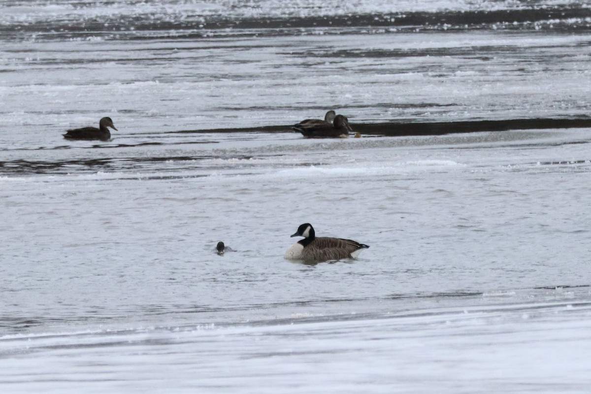 Canada Goose - ML613455350