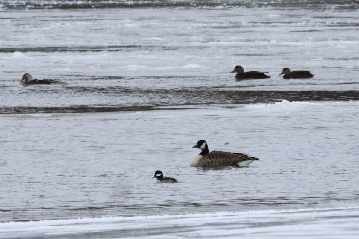 Canada Goose - Liam Messier