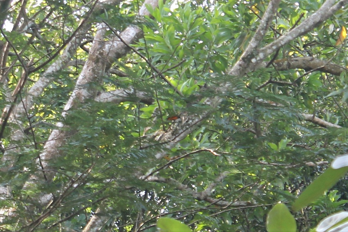 Orange Minivet - ML613455353