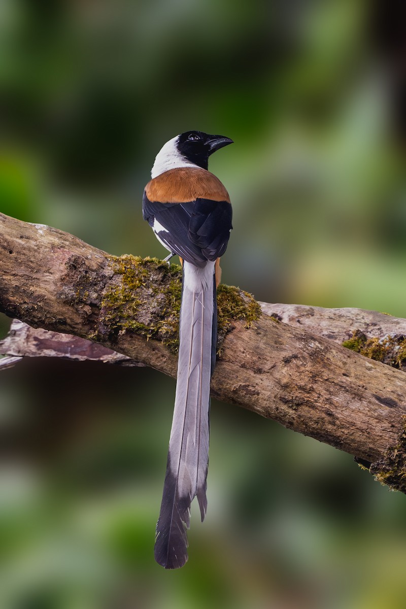 White-bellied Treepie - ML613455362