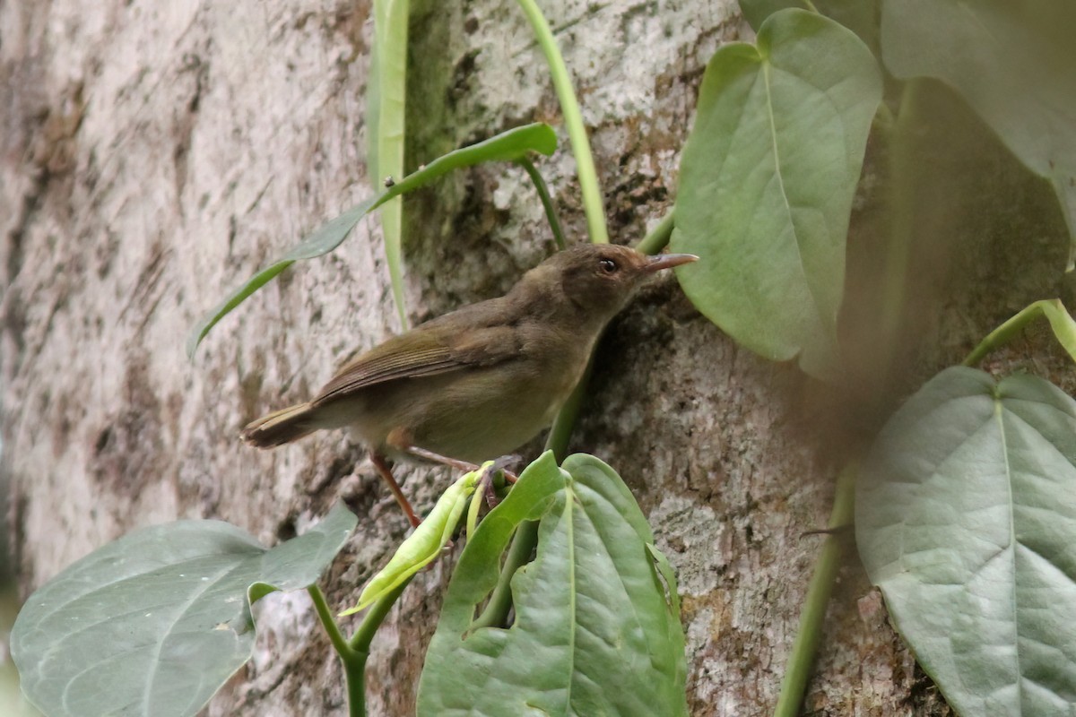 Olive-green Camaroptera - ML613455369