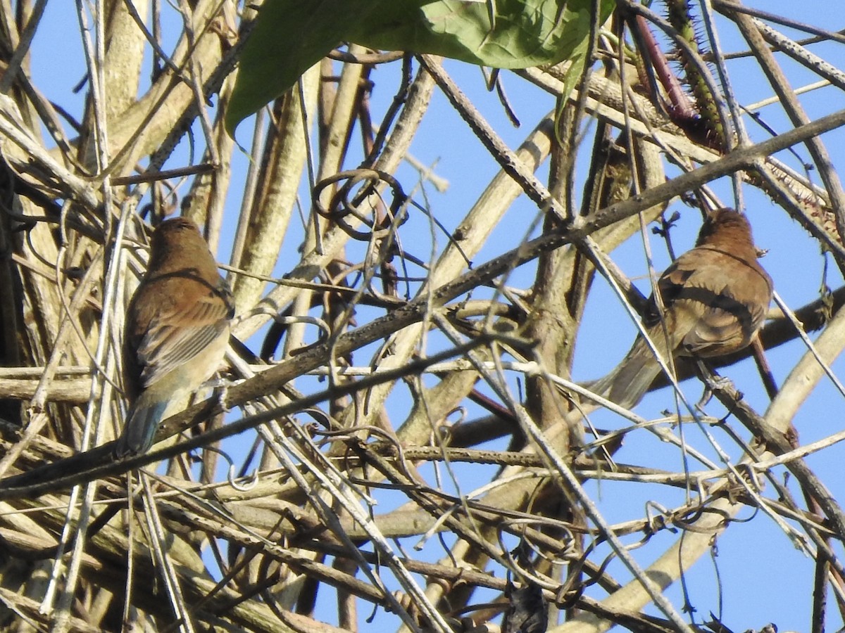 Blue Grosbeak - ML613455372