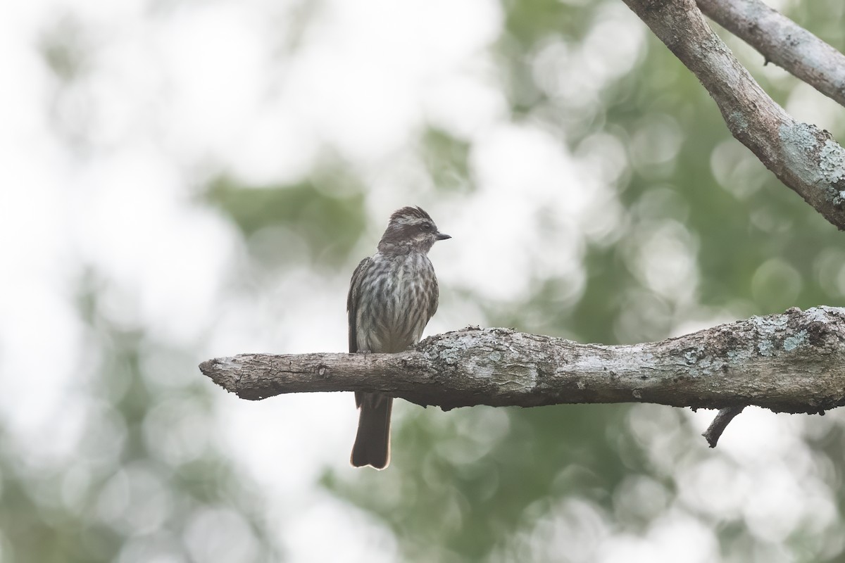 Variegated Flycatcher - Forrest English