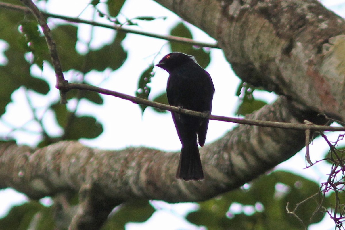 Sharpe's Drongo - ML613455405