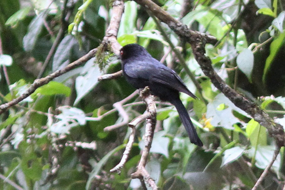 Sharpe's Drongo - ML613455408