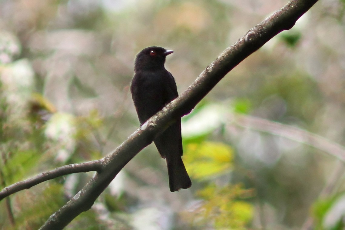 Sharpe's Drongo - ML613455409