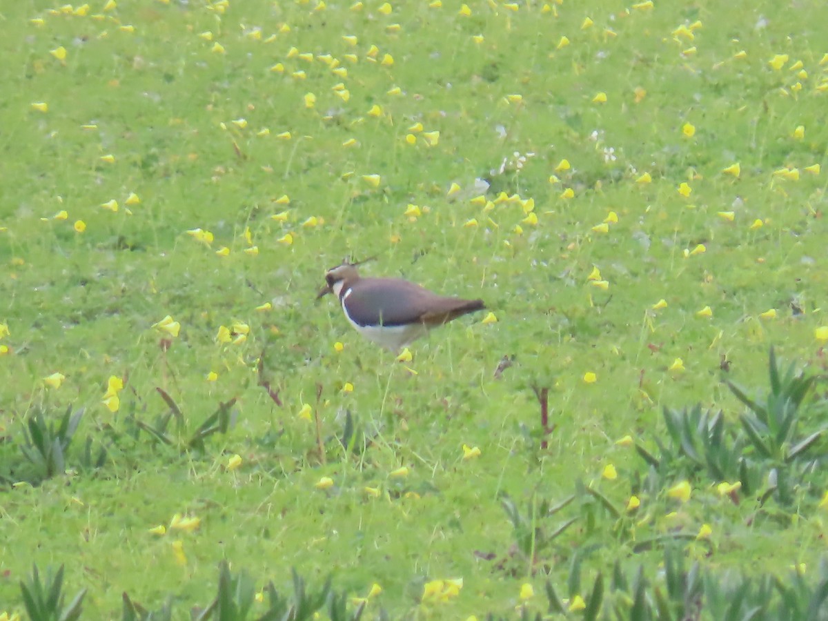 Northern Lapwing - ML613455454