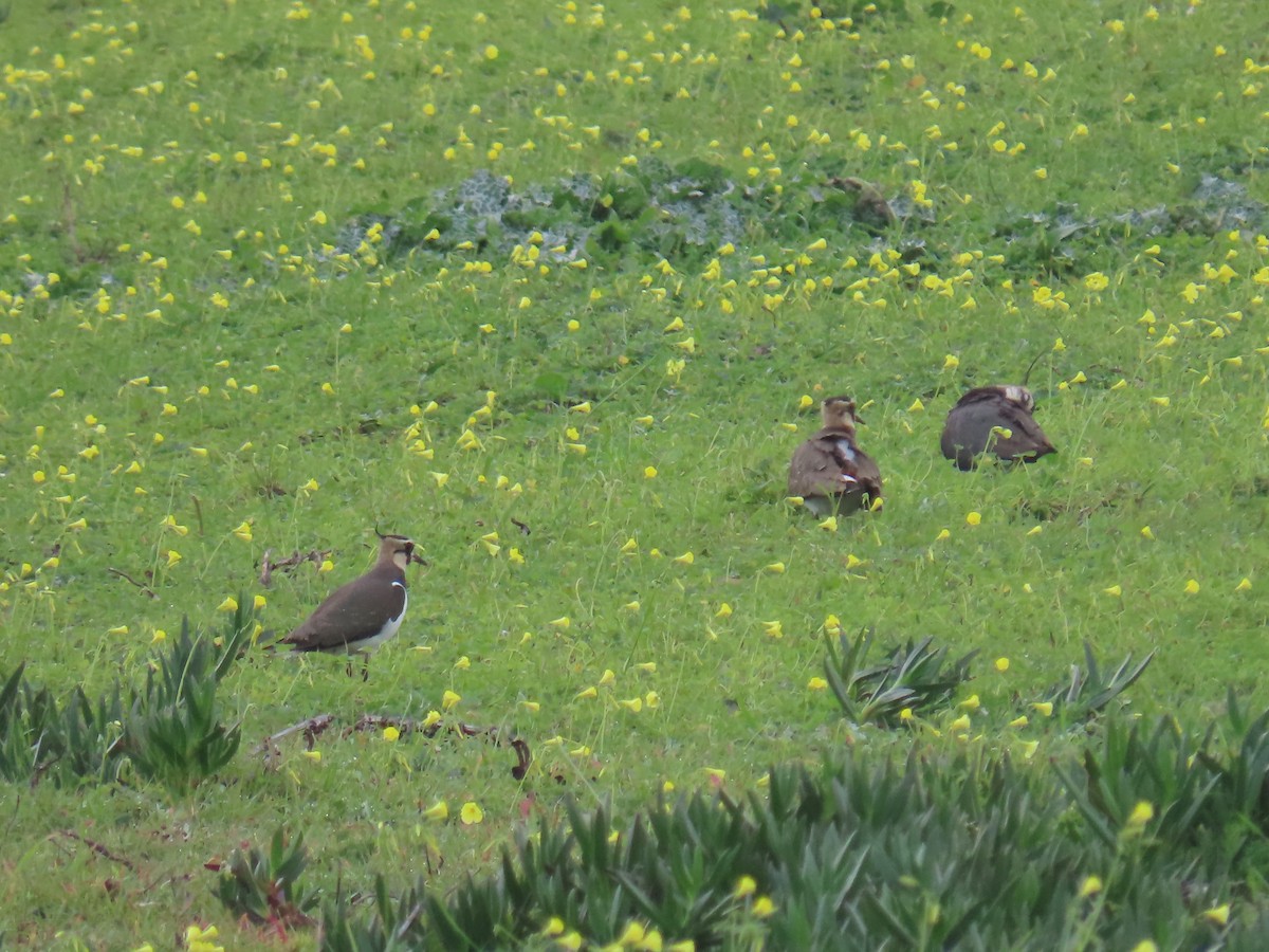 Northern Lapwing - ML613455455