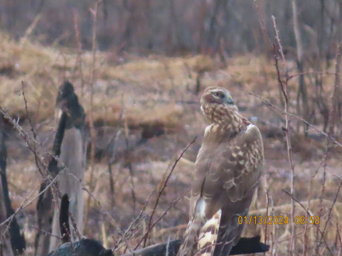 Northern Harrier - ML613455502