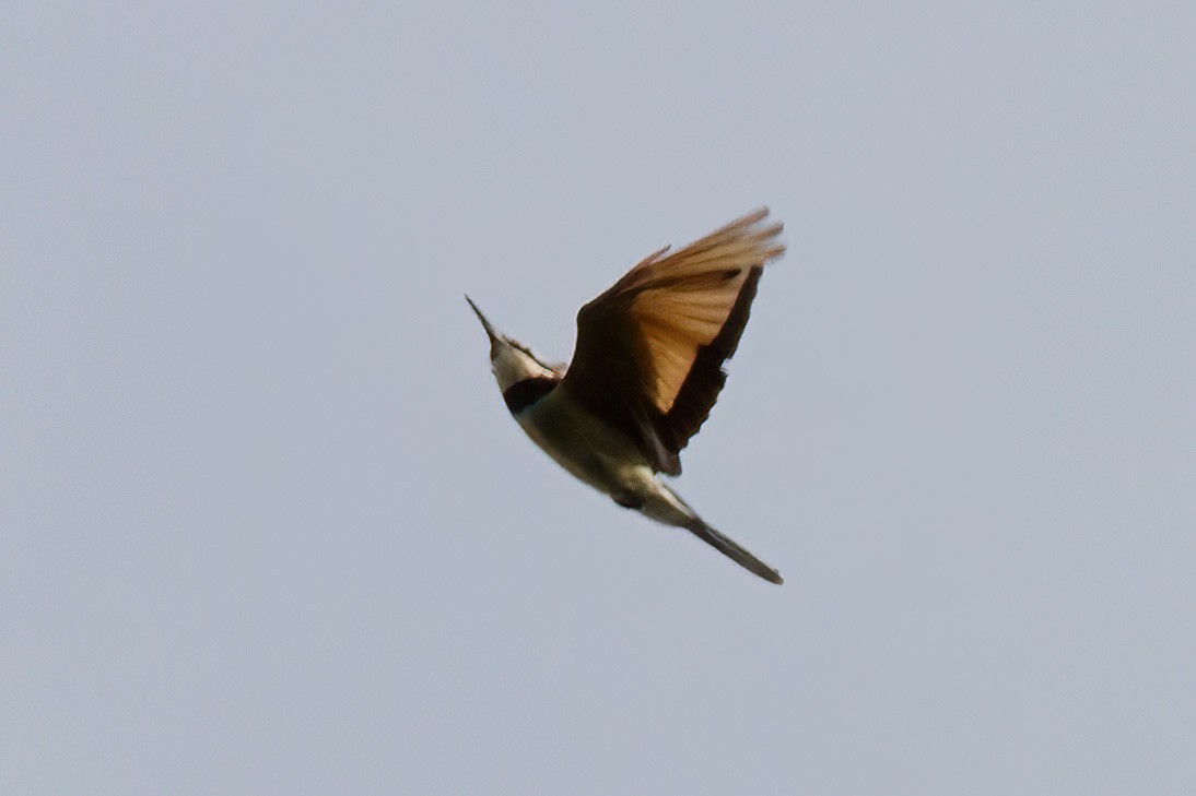 White-throated Bee-eater - ML613455514