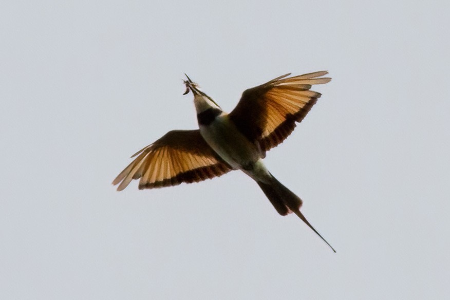 White-throated Bee-eater - ML613455515