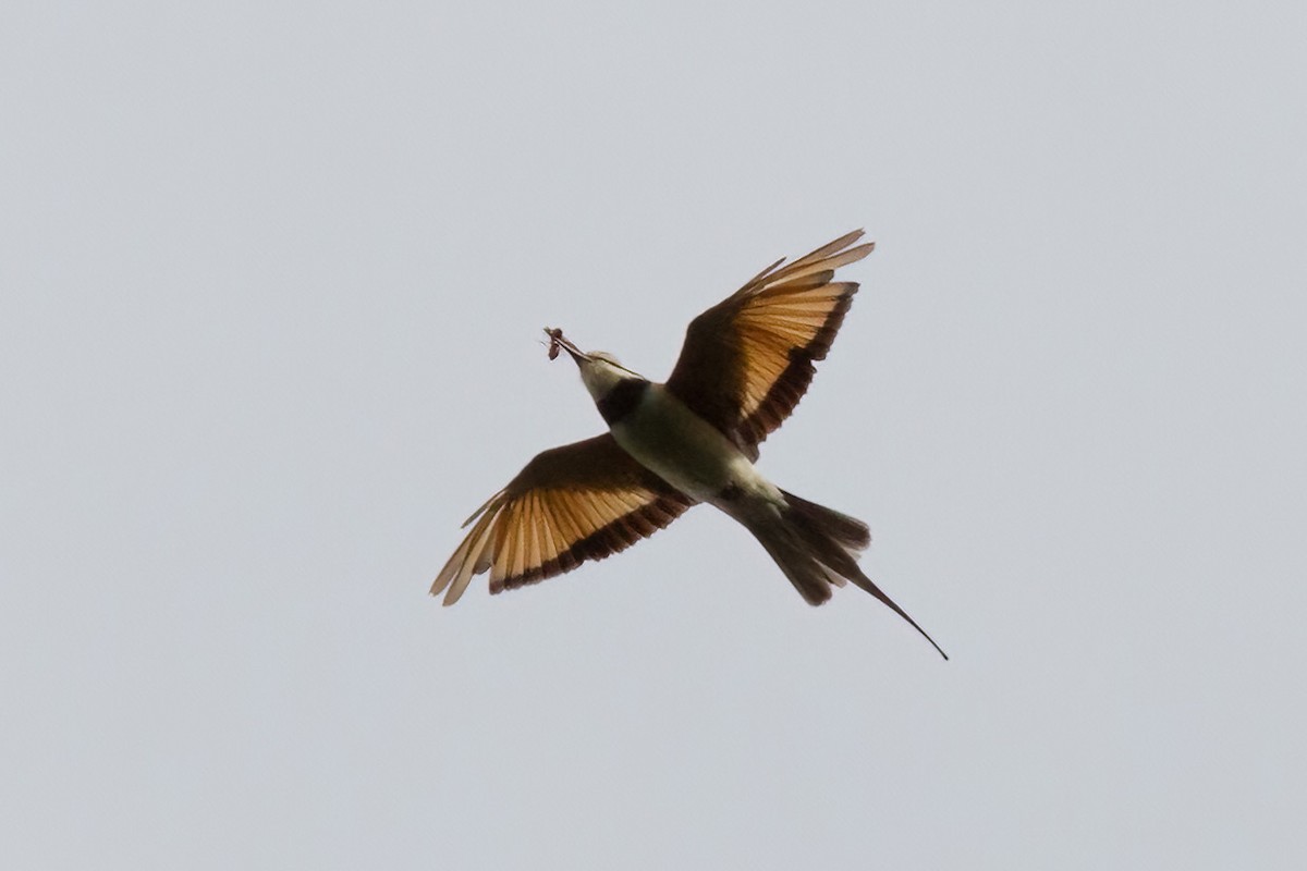 White-throated Bee-eater - ML613455520