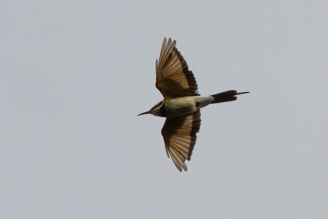 White-throated Bee-eater - ML613455521