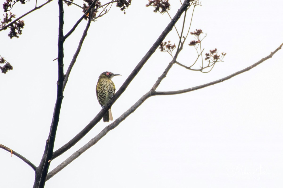 Spotted Honeyeater - ML613455538