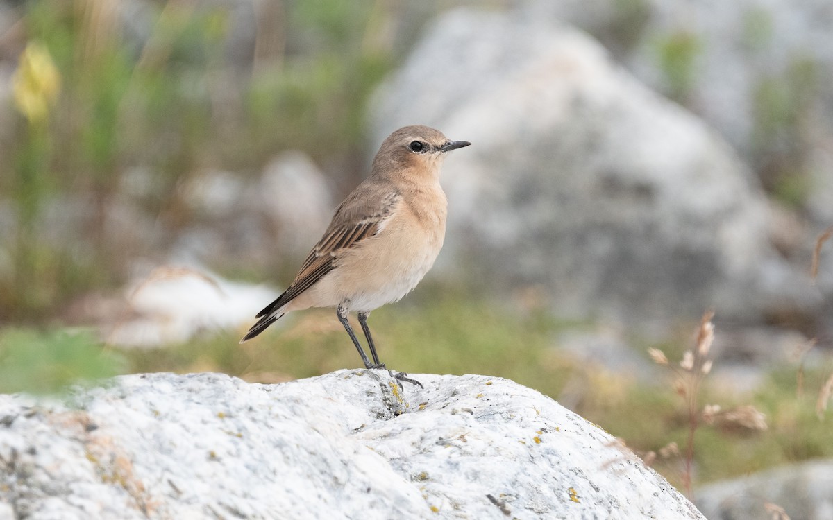 Northern Wheatear - ML613455584