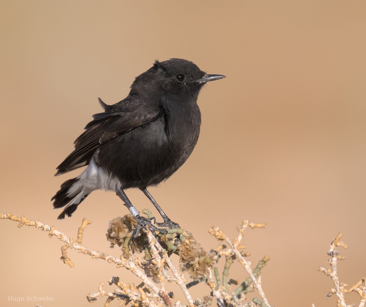 Mourning Wheatear (Basalt) - ML613455609