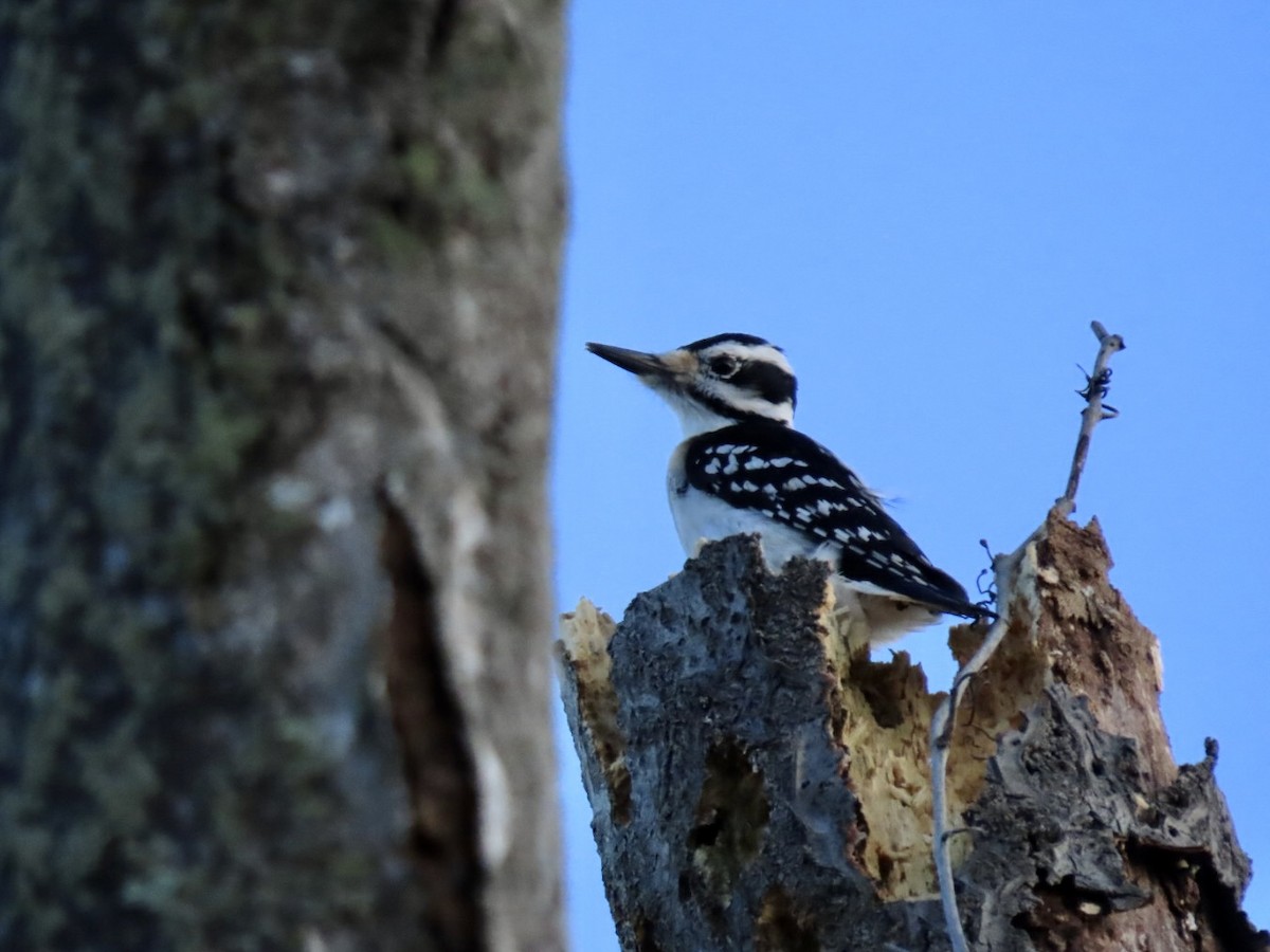 Hairy Woodpecker - Lindsay McNamara