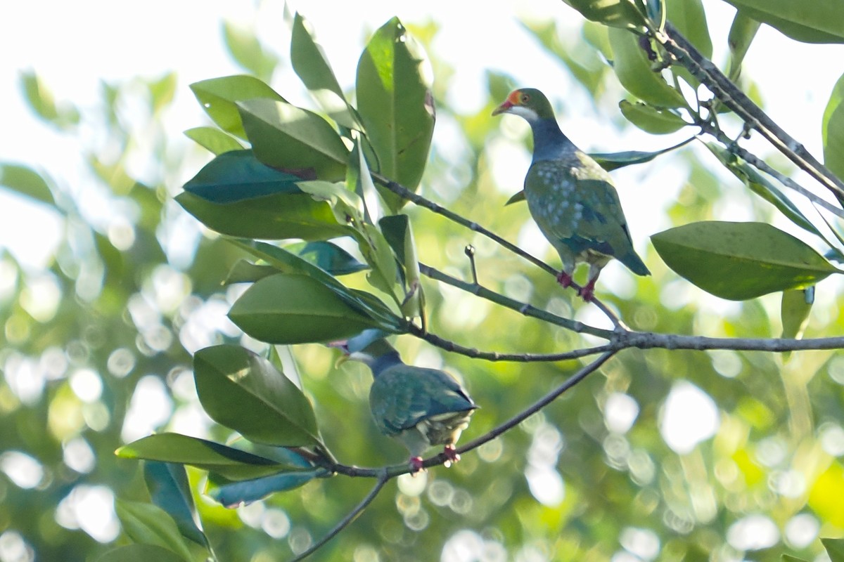 Orange-fronted Fruit-Dove - ML613455650