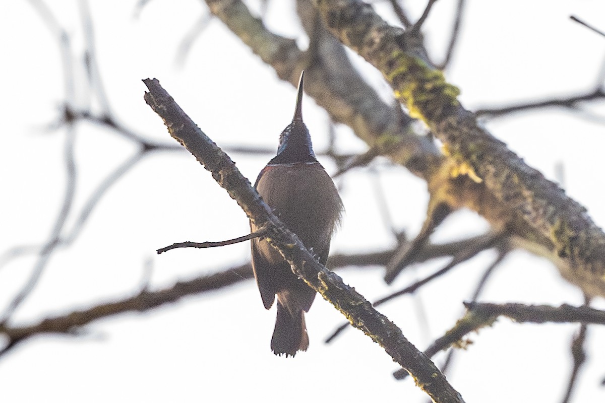 Lotennektarvogel - ML613455655