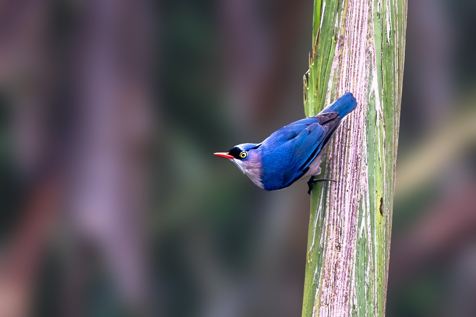 Velvet-fronted Nuthatch - Vivek Saggar