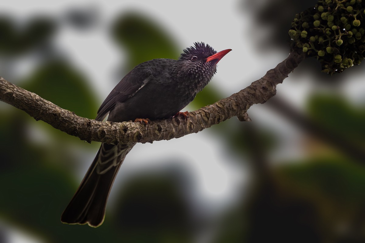 Square-tailed Bulbul - ML613455687