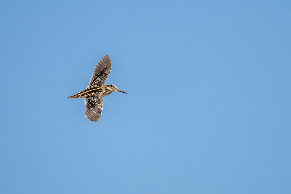 Jack Snipe - ML613455703