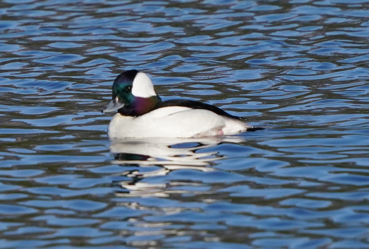 Bufflehead - ML613455707