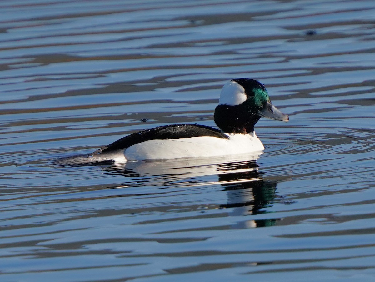 Bufflehead - ML613455708