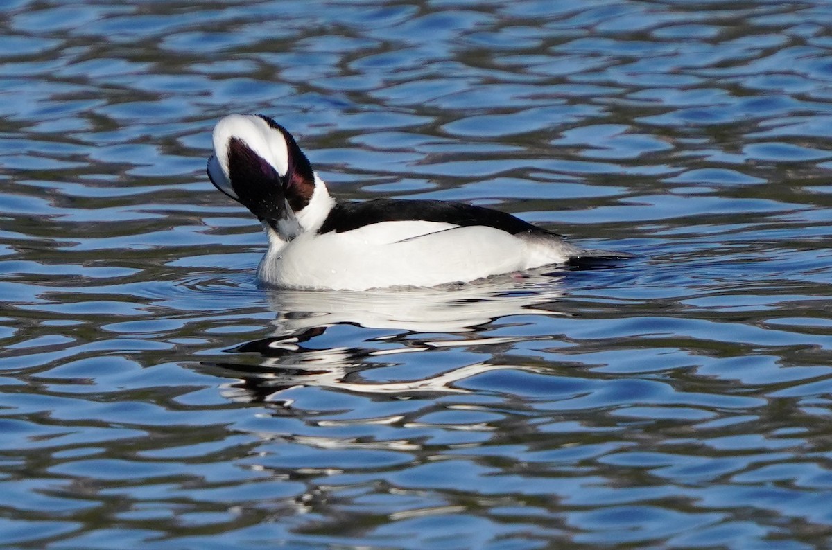 Bufflehead - ML613455709