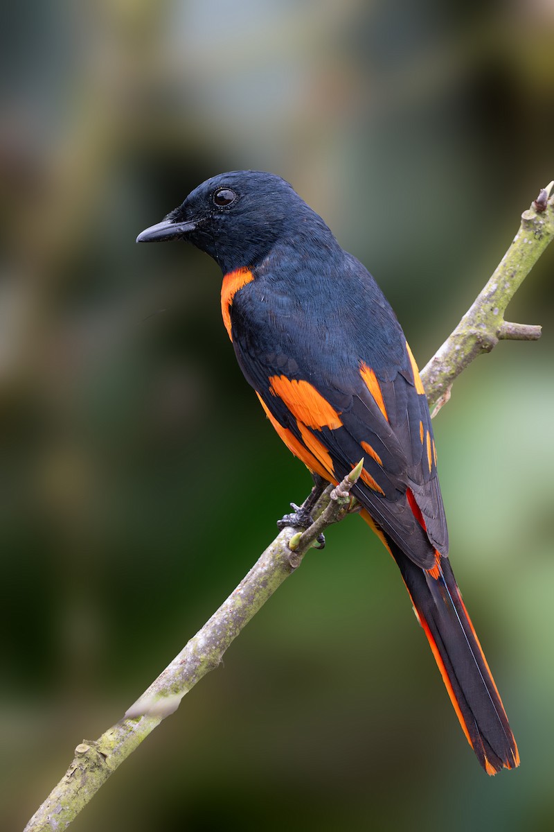 Orange Minivet - Vivek Saggar